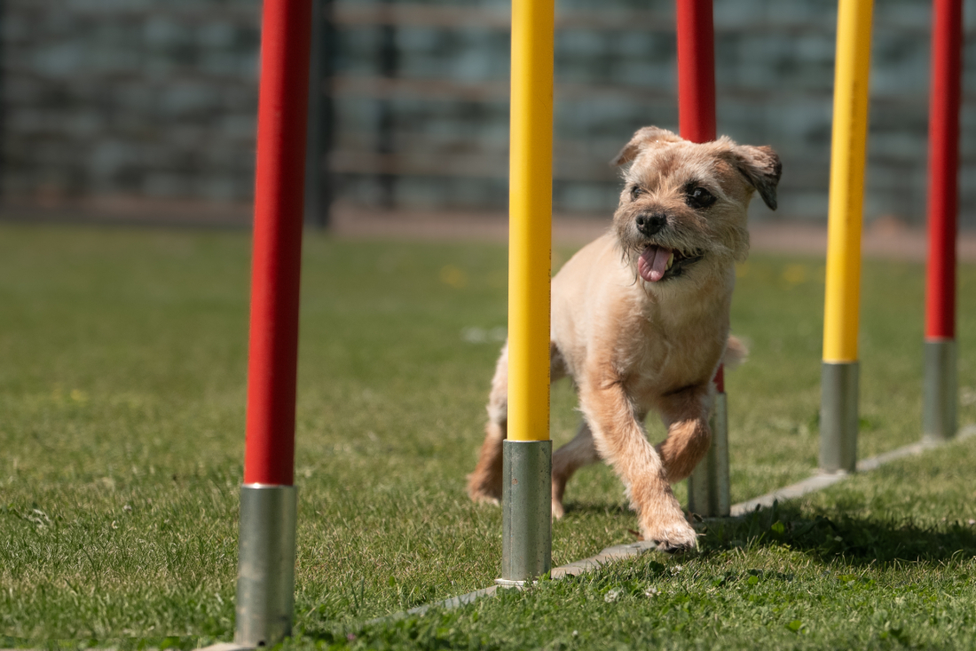 Agility
